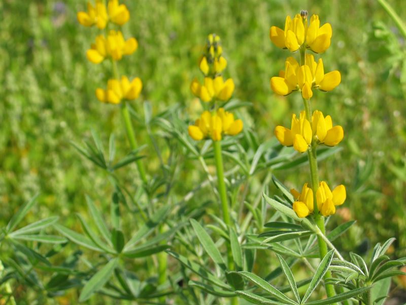 Gelbe Lupine Diament C1, 2kg