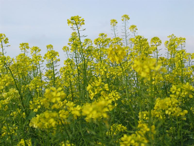 Gelber Senf 2kg - Litember d. C