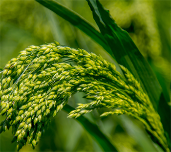 Natur Wildvogelmischung 0,5 kg Schachtel