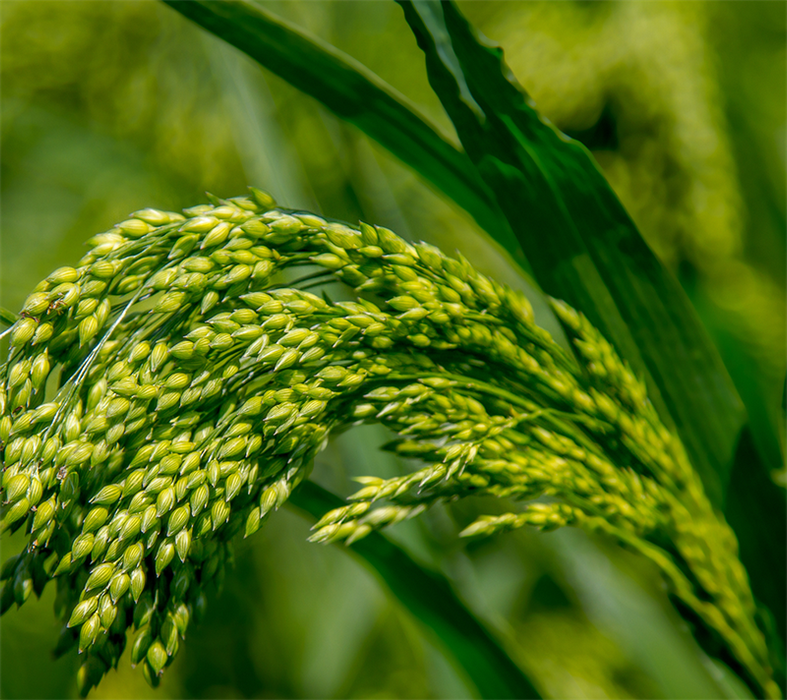 Hirse-Mischung 10 kg