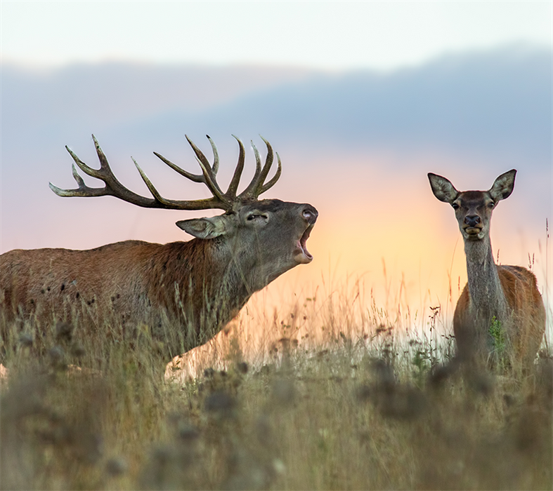 Wildmischung für Hirsche - 5 kg