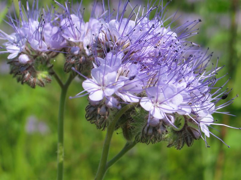 Honigkraut 1kg - Beehappy C