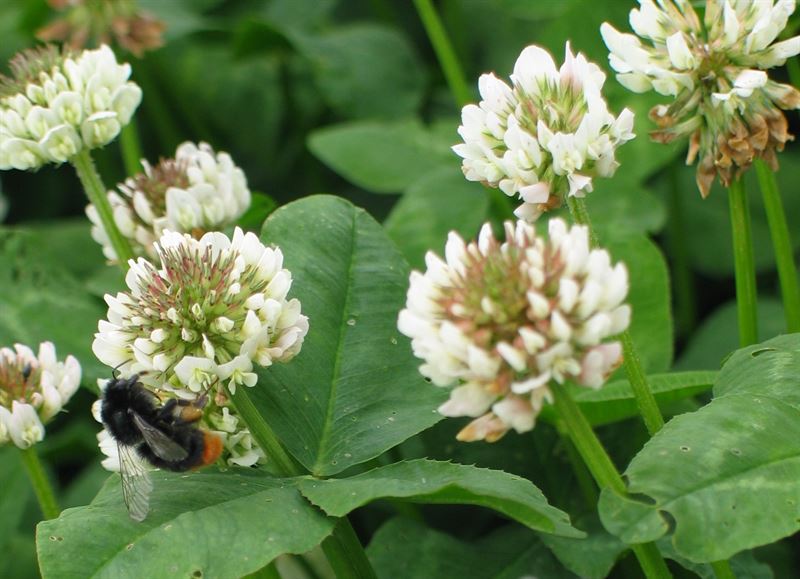 Weißklee AberCrest C - 10kg