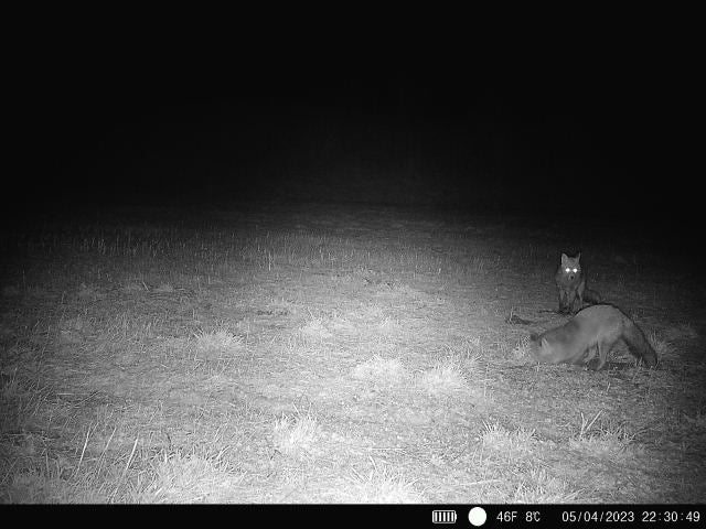 4G E-Mail/MMS Wildkamera