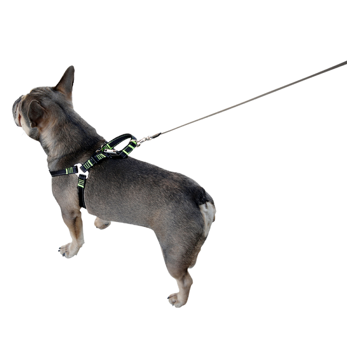 Hundesicherheitsgurt für das Auto - M – Kerbl