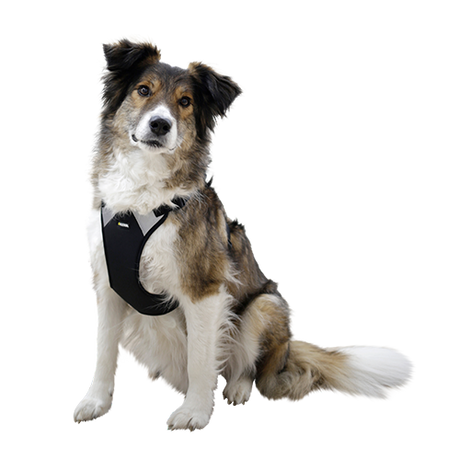 Hundegeschirr Pulsive – Hals 50–62 cm – Brust 56–74 cm – Kerbl