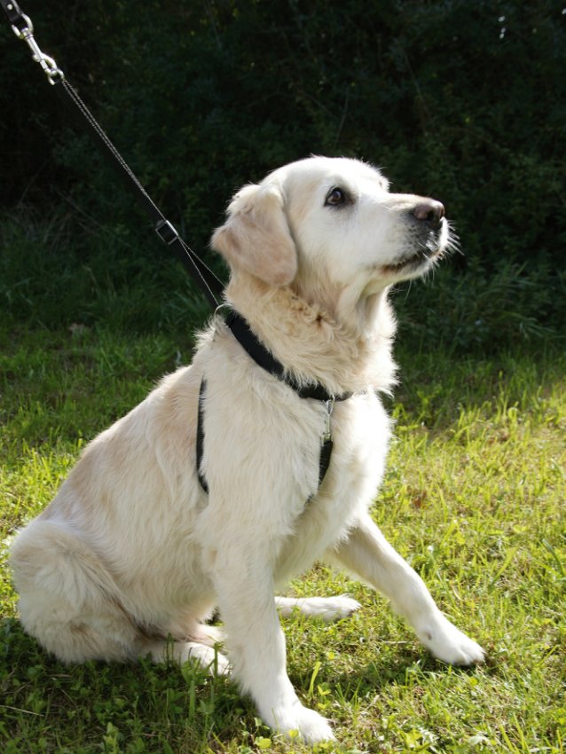 Hundegeschirr Maxi Leader – Hals 45-60 cm – Kerbl