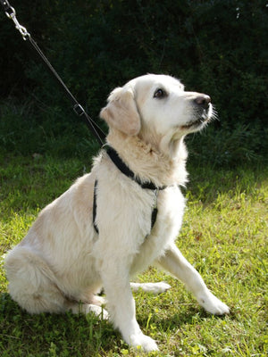 Hundegeschirr Maxi Leader – Hals 45-60 cm – Kerbl
