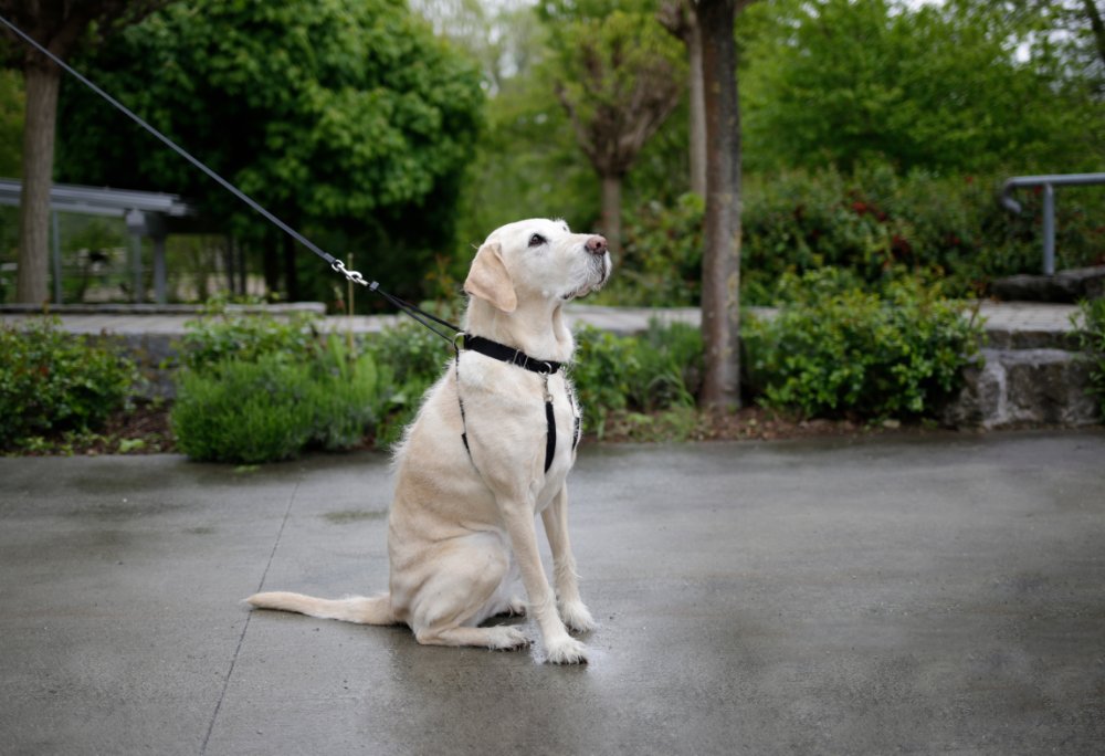 Hundegeschirr Maxi Leader – Hals 45-60 cm – Kerbl