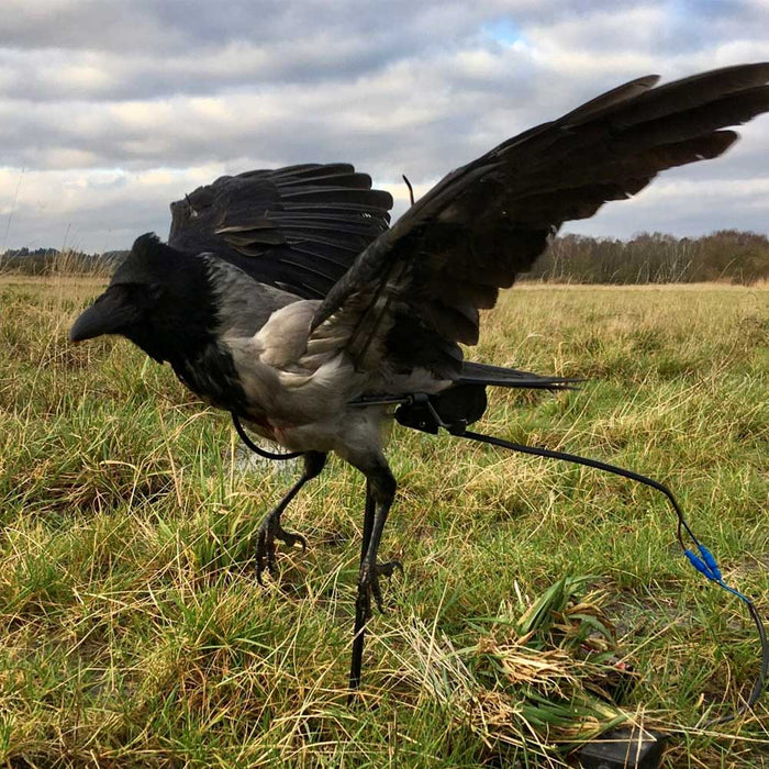 Multiflapper - inklusive Batterie und Steuerung