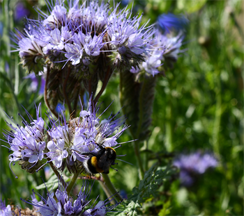 Natur Wildvogelmischung 0,5 kg Schachtel