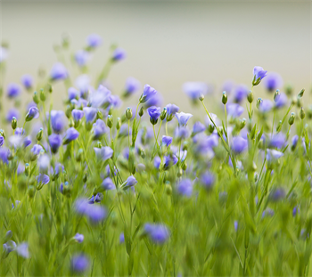 Natur Wildvogelmischung 0,5 kg Schachtel