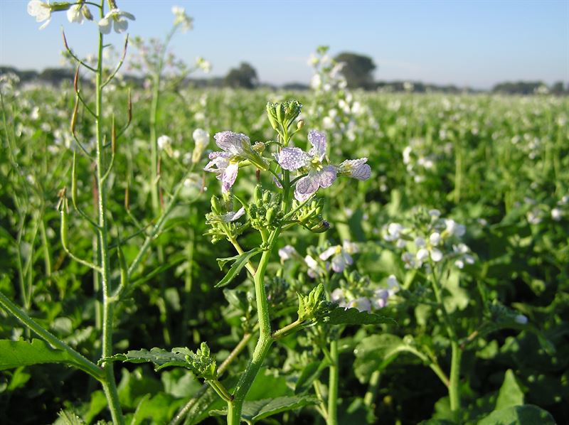 Raps Brutus C unbehandelt - 15kg