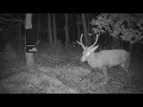 Live Wildkamera 1.0 inkl. Solarpanel und App – Senzor