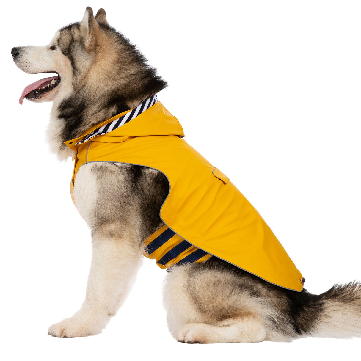 Seadog - Sunshine - Trespass