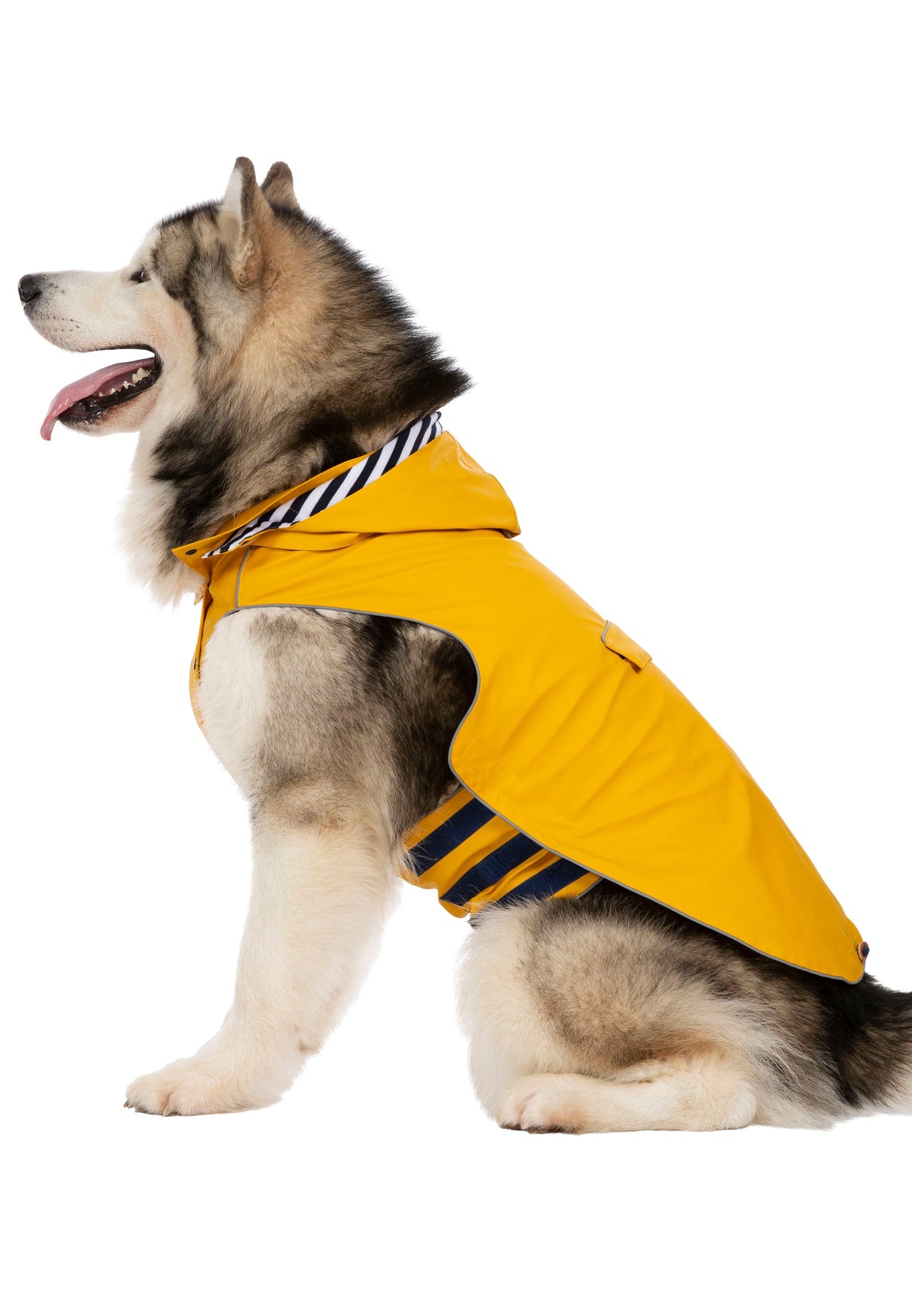 Seadog - Sunshine - Trespass