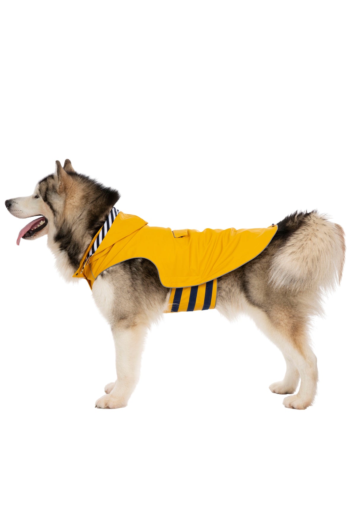 Seadog - Sunshine - Trespass