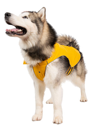 Seadog - Sunshine - Trespass