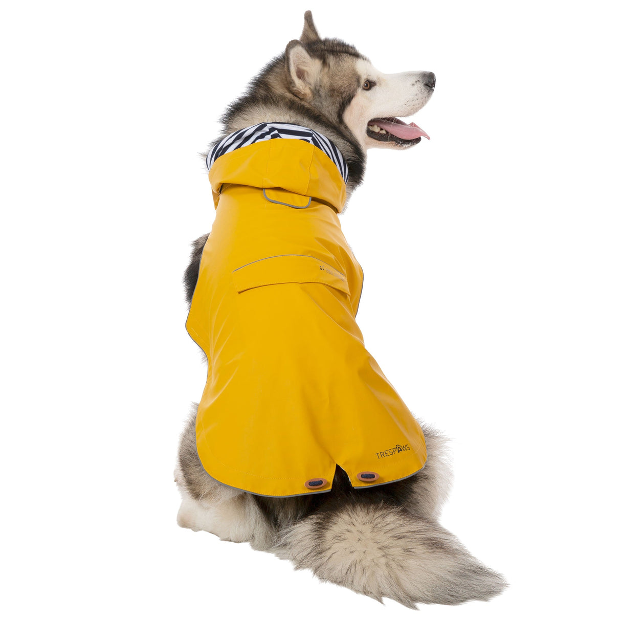 Seadog - Sunshine - Trespass