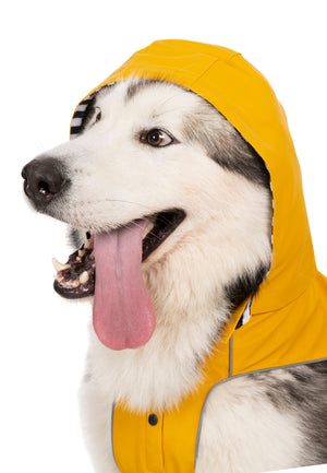 Seadog - Sunshine - Trespass