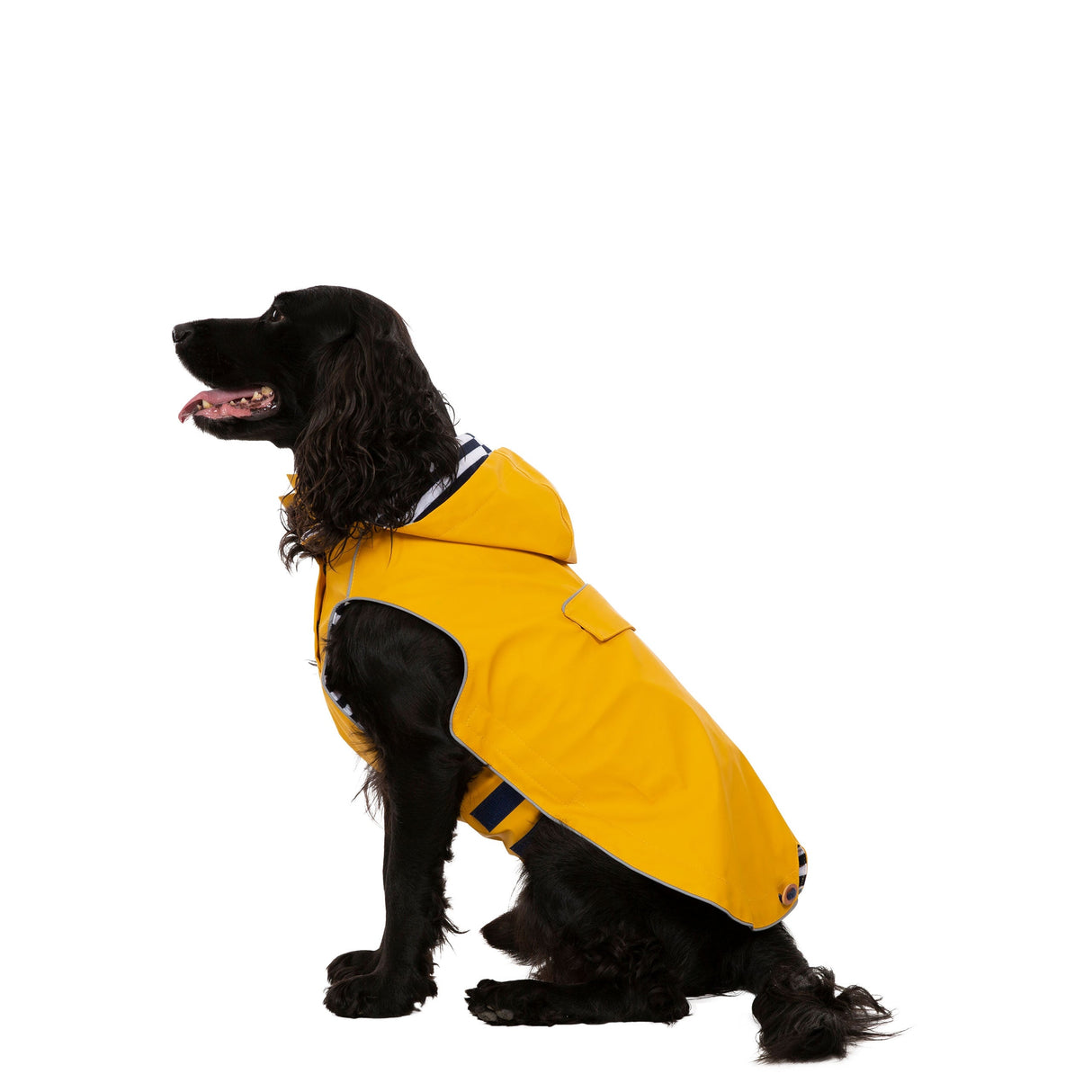 Seadog - Sunshine - Trespass