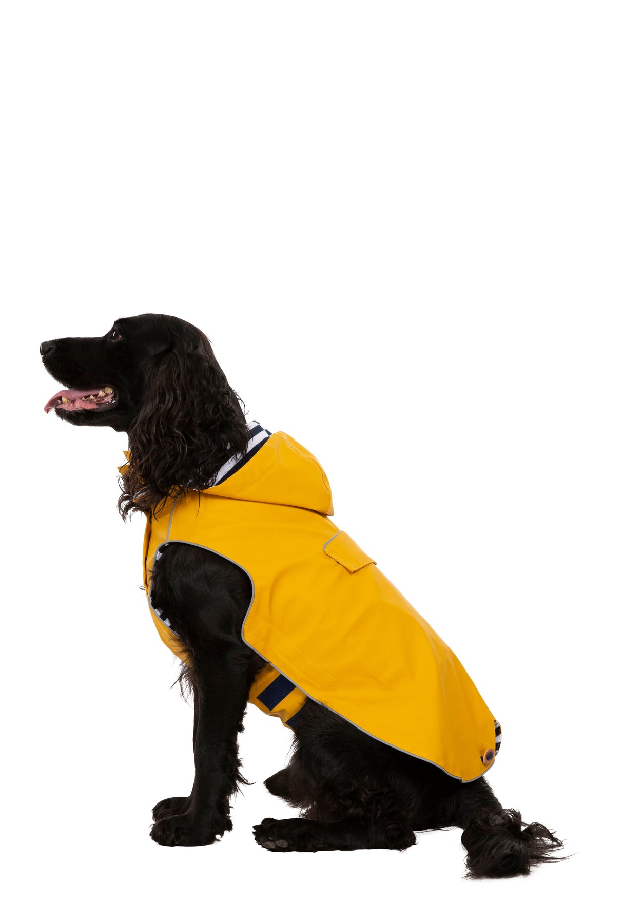 Seadog - Sunshine - Trespass