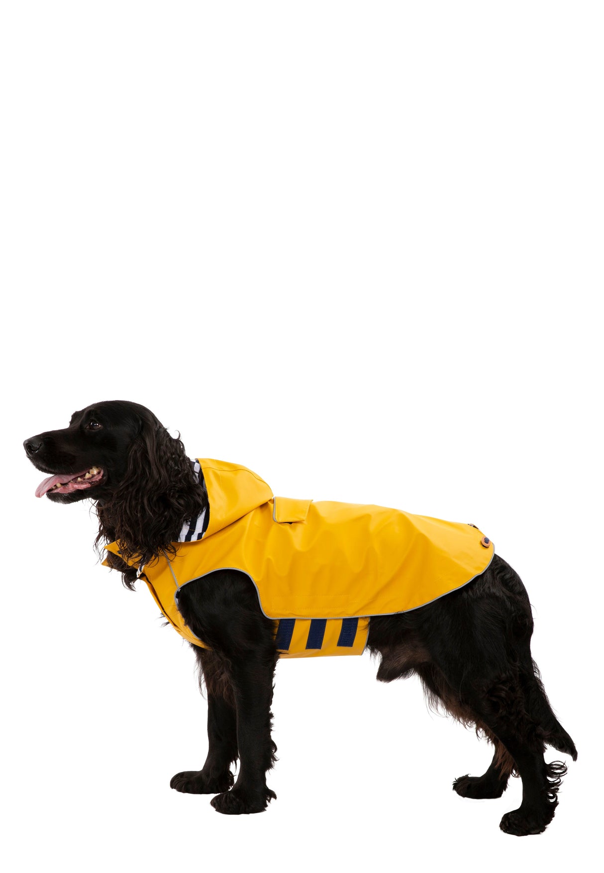 Seadog - Sunshine - Trespass