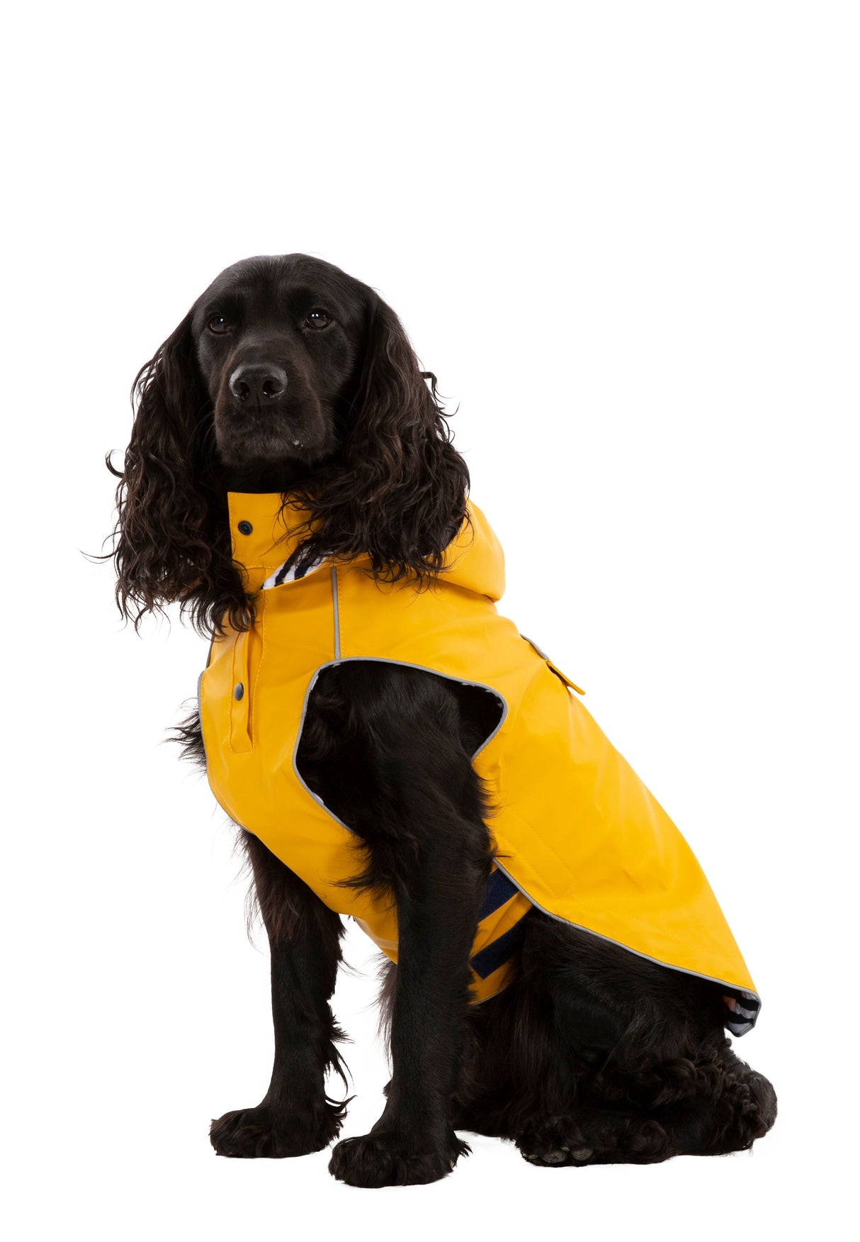 Seadog - Sunshine - Trespass