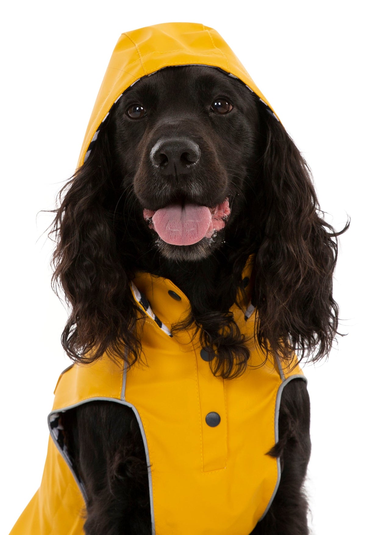 Seadog - Sunshine - Trespass
