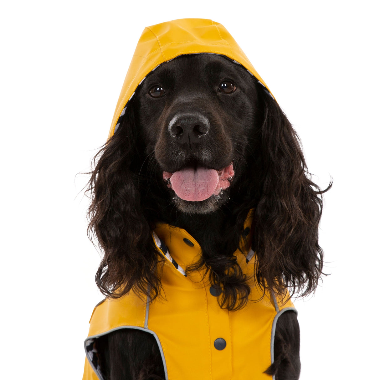 Seadog - Sunshine - Trespass