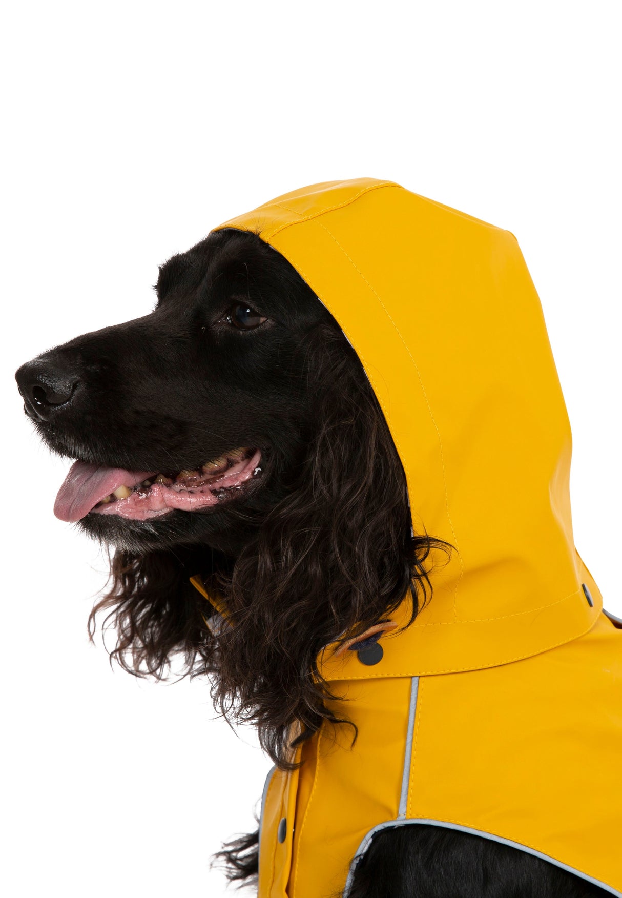 Seadog - Sunshine - Trespass