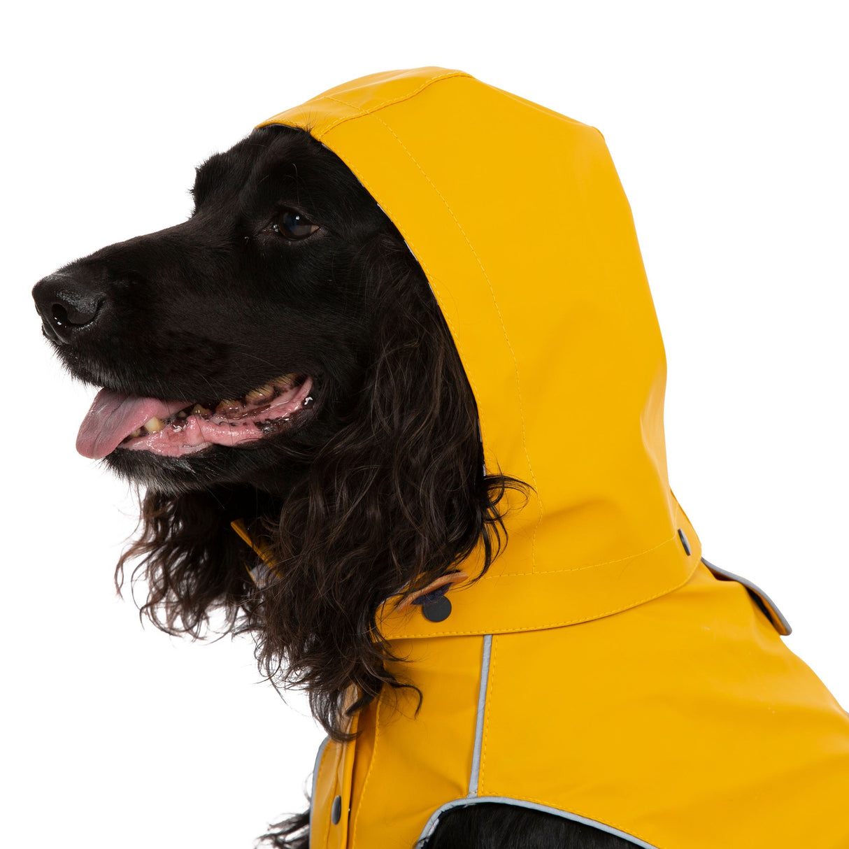 Seadog - Sunshine - Trespass