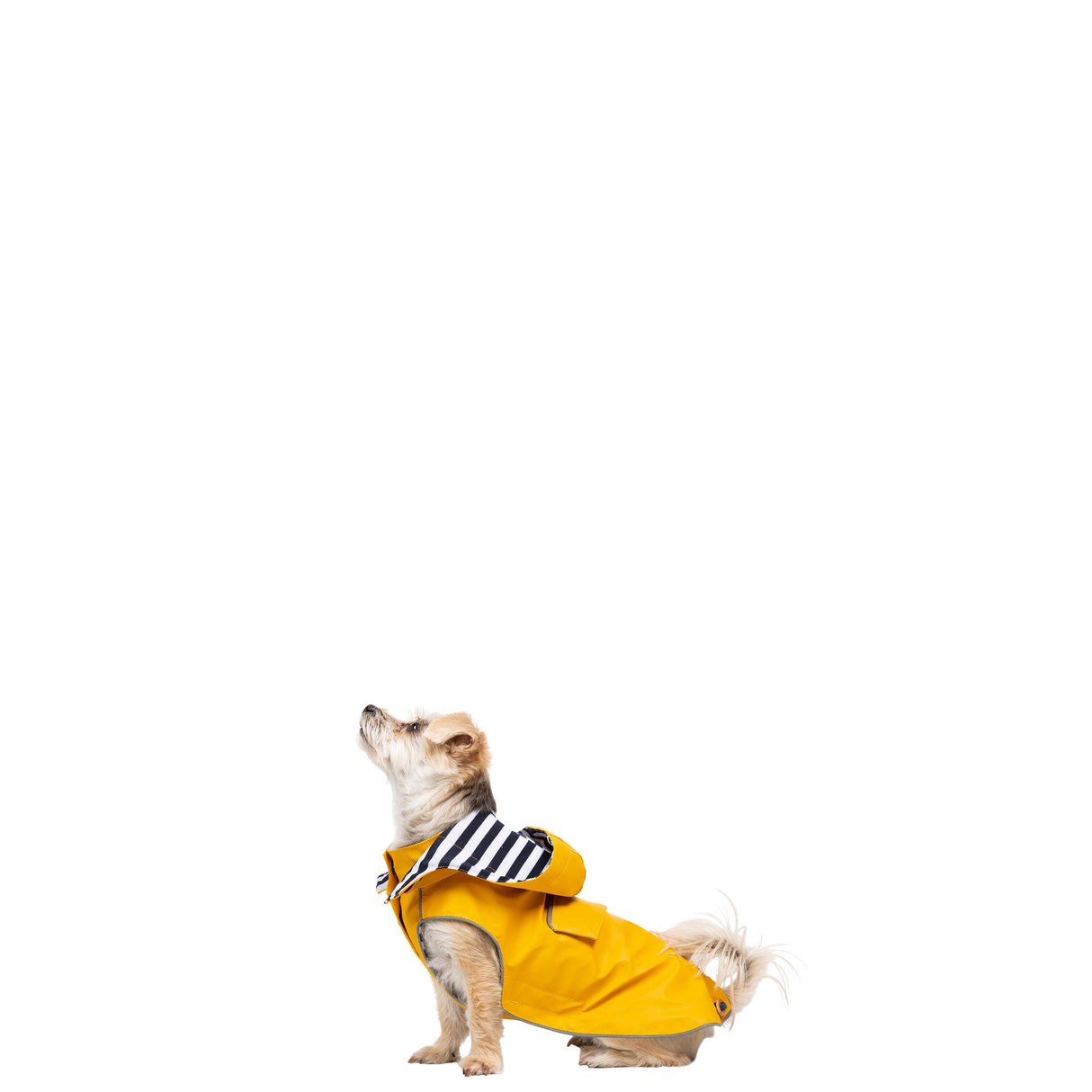 Seadog - Sunshine - Trespass