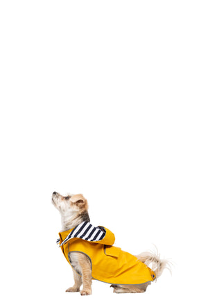 Seadog - Sunshine - Trespass