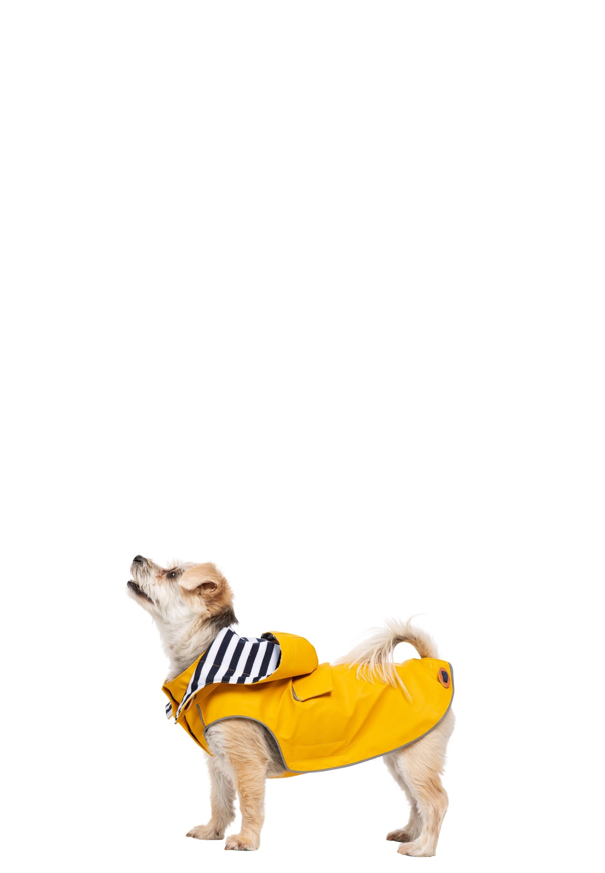 Seadog - Sunshine - Trespass