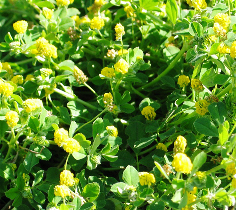 Schneckenhülse 2 kg - Virgo C