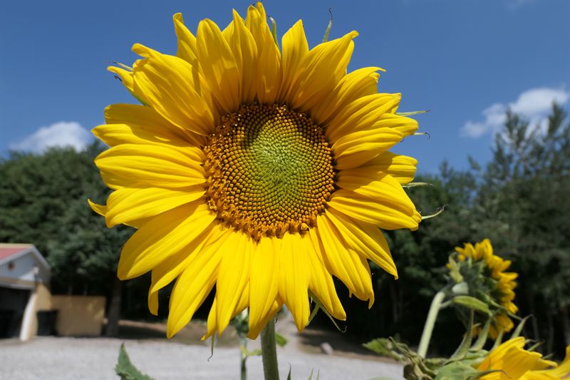 Sonnenblume Peredovick C - 1 kg