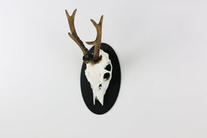 Trophäeplatte für Hirsch Oval Schwarz - Torp Solution