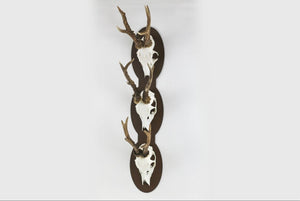 Trophäenplatte für 3 Geweihe vertikal - oval - 3 / Corten - Torp Solution