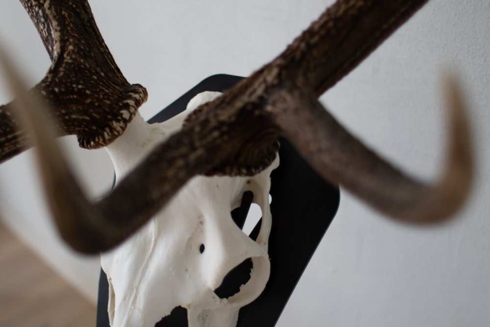 Bodenständer für Rothirsch Schwarz - Torp Solution