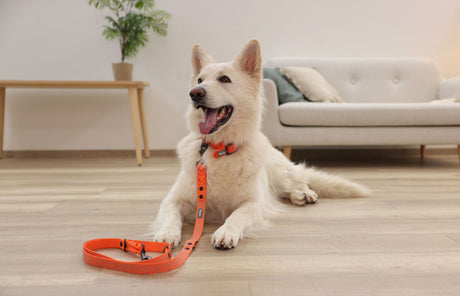 Halsband extra robust Puno – 46-55 cm – Kerbl