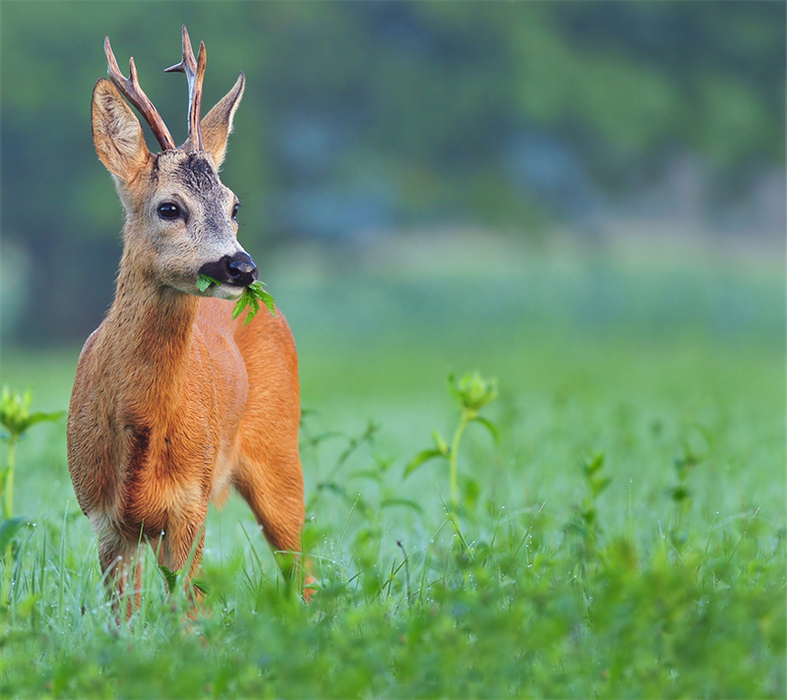 Wildmischung für Hirsche/Hasen/Vögel - 2 kg